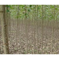 供應(yīng)楊樹苗