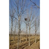 14-18公分七葉樹(shù)