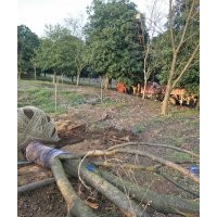 供大規(guī)格紅梅櫻花紅楓雞爪槭紫薇紅葉石楠桂花垂絲海棠