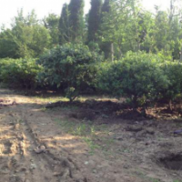 【海桐】最新海桐_價格_圖片_產(chǎn)地報價表