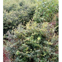 火棘球批發(fā)價格多少錢？哪里有賣火棘小苗？