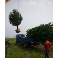 123蘋果樹 京紅海棠樹 地徑1-30公分