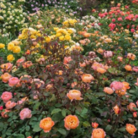 江蘇歐月低價(jià)批發(fā)