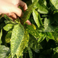 江蘇灑金珊瑚供應(yīng) 哪里有灑金珊瑚貨源？