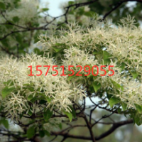 哪里有流蘇樹？ 低價(jià)供應(yīng)流蘇樹
