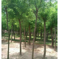 洋槐樹貨源 ？ 江蘇大量供應(yīng)洋槐樹 低價批發(fā)