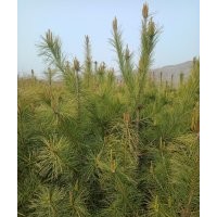 優(yōu)質(zhì)綠松樹