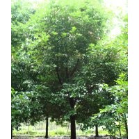 天竺桂批發(fā)基地 天竺桂工程苗木價格