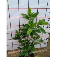 杜鵑 自家苗場 現(xiàn)貨批發(fā) 特惠精品