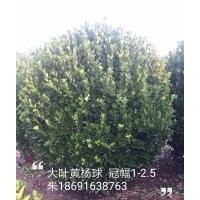 長(zhǎng)期供應(yīng)大葉黃楊球