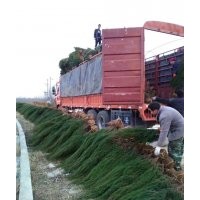 河南檜柏、塔柏、刺柏產(chǎn)地大量供應(yīng)