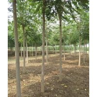 毛芯 107楊 108楊 白毛楊