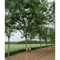 驚爆消息：國(guó)槐特低價(jià)處理山東貨源