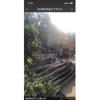 供應(yīng)楸樹6 7 8公分