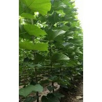 河南周口楸樹(shù)梓樹(shù)萬(wàn)畝基地