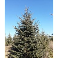 1-4米青仟、紅皮云杉苗木，自家種植。