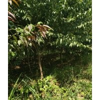 本基地有紅葉碧桃20000顆，河南貨源