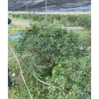 供應80-180冠海桐球袋苗假植苗