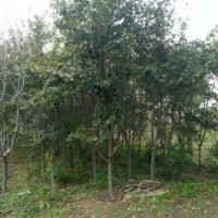 葡萄樹，櫻花樹