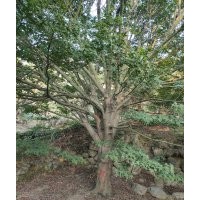 協(xié)燦苗木供應(yīng)丹桂金桂八月桂羽毛楓羽毛楓雞爪槭紅楓染井吉野櫻