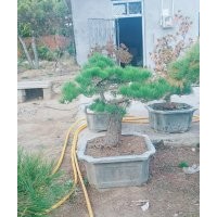 山東低價(jià)造型油松 造型黑松 造型松