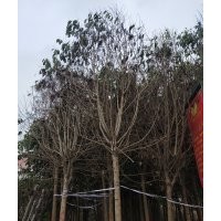 低價(jià)處理8公分大葉女貞