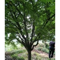 供應(yīng)精品無患子欒樹羽毛楓羽毛楓雞爪槭紅楓垂絲海棠染井吉野櫻