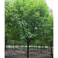 協(xié)燦苗木供染井吉野櫻丹桂金桂紅梅紅楓雞爪槭羽毛楓垂絲海棠無患