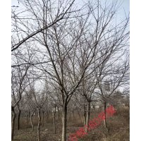 供應叢生紫薇紅梅紅楓雞爪槭桂花羽毛楓櫻花無患子欒樹