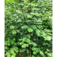 地徑4～6公分的紅豆杉，80萬(wàn)株，價(jià)格非常便宜