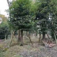 供應(yīng)四川成都天竺桂 基地批發(fā)價(jià)格