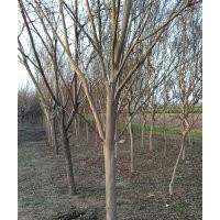 紫薇：10—12公分，200棵,9一l0公分，350棵,8一9公分，350棵