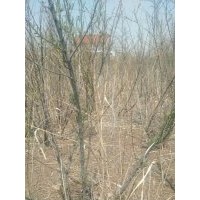 三分枝叢生檉柳