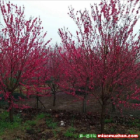 紅葉碧桃圖片，沭陽紅葉碧桃報價表，哪里有紅葉碧桃多少錢一棵，