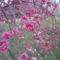 江蘇大量垂枝梅供應