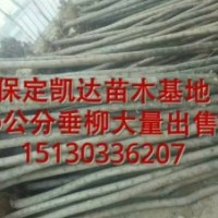 河北保定哪里的柳樹價(jià)格低