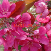 江蘇大量供應(yīng)北美海棠 低價(jià)批發(fā)