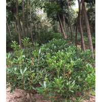 海桐哪里有貨源？海桐哪里便宜？海桐苗圃直供