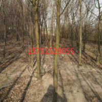 江蘇木瓜樹(shù)低價(jià)供應(yīng) 哪里有木瓜樹(shù)貨源？