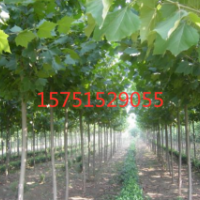 梧桐樹(shù)產(chǎn)地 低價(jià)供應(yīng) 梧桐樹(shù) 苗圃直銷2019