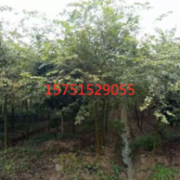 哪里有大葉櫸貨源？ 2019大葉櫸價(jià)格 供應(yīng) 江蘇苗圃直供