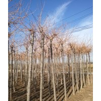 山東金枝金葉白蠟 金枝國槐的風水 供應(yīng)商慶云茂達苗木