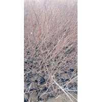 紅柳營養(yǎng)杯苗、檉柳營養(yǎng)杯