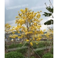 黃花風(fēng)鈴木 基地直銷 現(xiàn)貨供應(yīng)