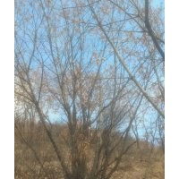 長(zhǎng)期供應(yīng)叢生蒙古櫟 山楂