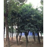供應(yīng)柚子樹(shù)、湖南本地柚子樹(shù)