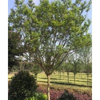 叢生紫薇 獨桿紫薇批發(fā)價格 品種齊全