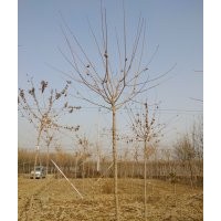 造型五角楓 殺頭五角楓 楓樹