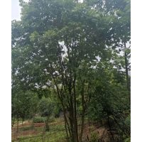 供應(yīng)各規(guī)格全冠無(wú)患子、叢生無(wú)患子