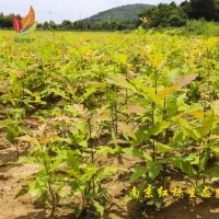 娜塔櫟小苗供應(yīng)當(dāng)年生小苗